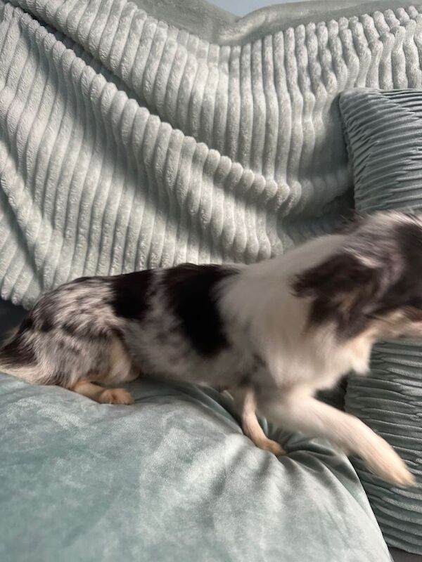 Merle chihuahuas girl and chocolate tan boy long coat - Image 2 of 4