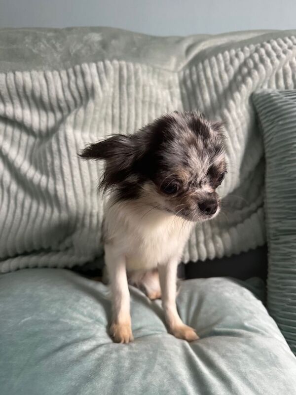 Merle chihuahuas girl and chocolate tan boy long coat - Image 3 of 4
