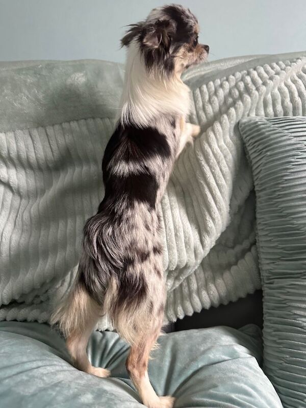 Merle chihuahuas girl and chocolate tan boy long coat - Image 4 of 4