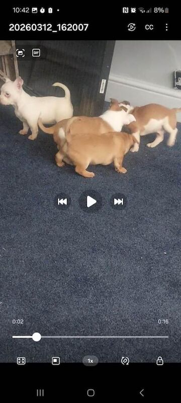 MICRO BULLY X Chihuahua - Image 2 of 5