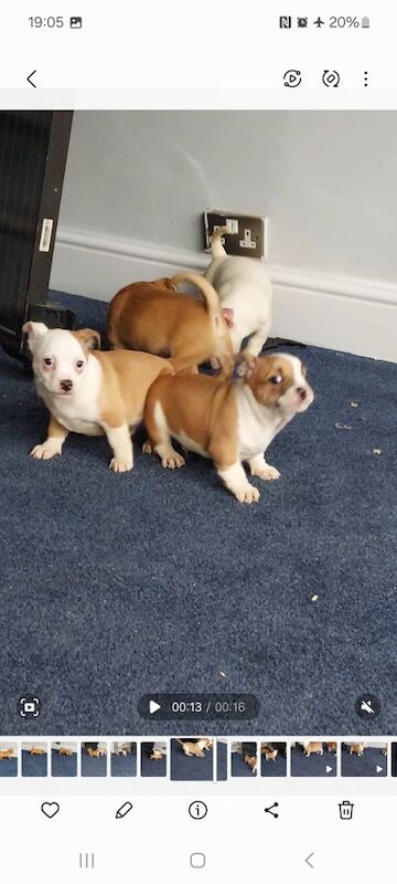MICRO BULLY X Chihuahua - Image 3 of 5