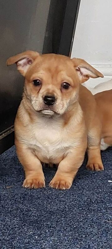 MICRO BULLY X Chihuahua - Image 4 of 5
