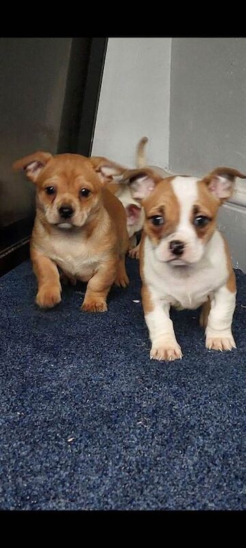 MICRO BULLY X Chihuahua - Image 5 of 5