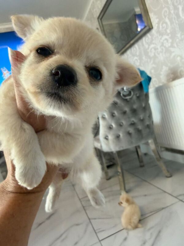 Micro chihuahua and Pomeranian mix