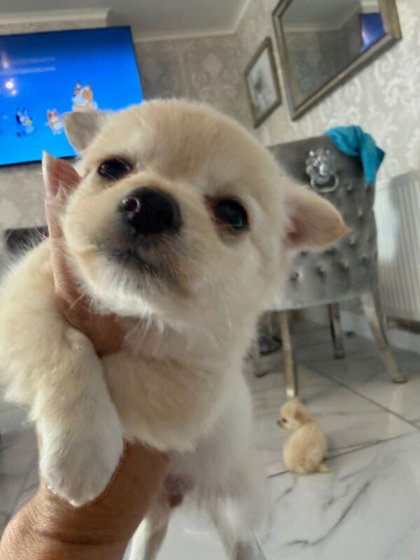 Micro chihuahua and Pomeranian mix - Image 2 of 4
