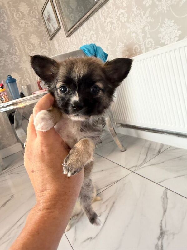 Micro chihuahua and Pomeranian mix - Image 3 of 4
