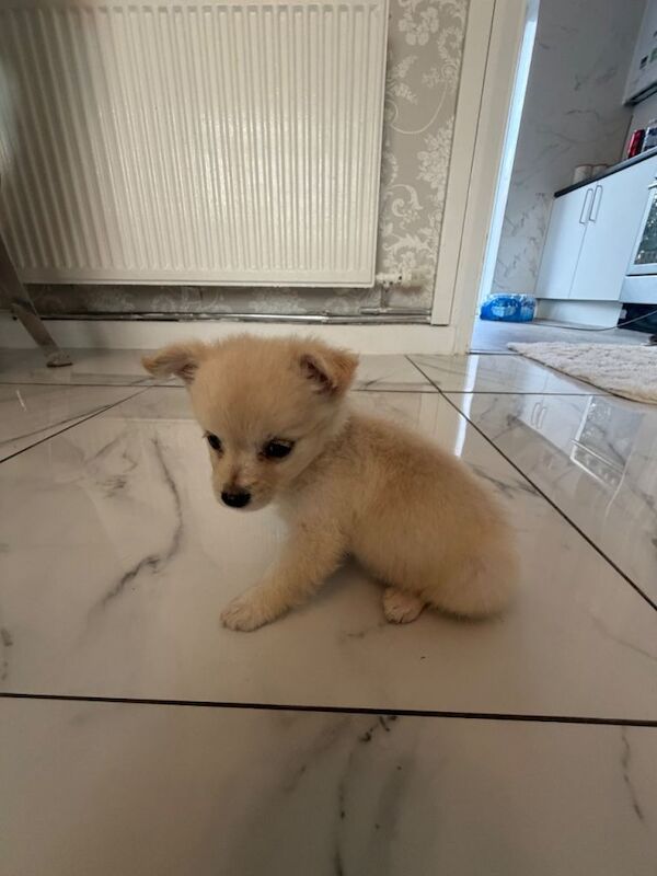 Micro chihuahua and Pomeranian mix - Image 4 of 4
