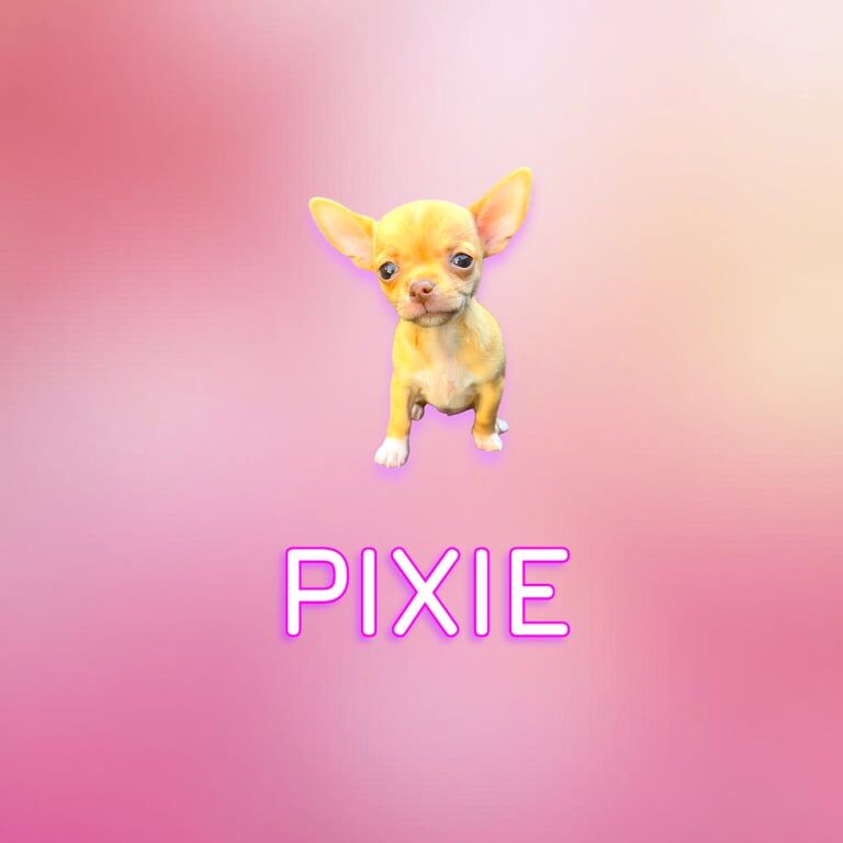 Chihuahua puppies for sale in Denton, Greater Manchester – 10 weeks old