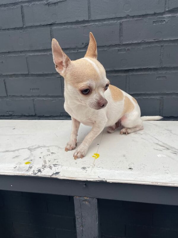 Chihuahua puppies for sale in Basildon, Essex – 2 years old