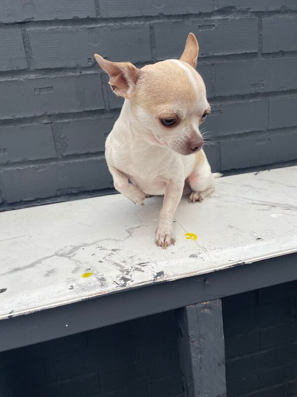 Chihuahua puppies for sale in Basildon, Essex – 2 years old - Image 2 of 3