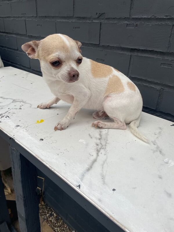Chihuahua puppies for sale in Basildon, Essex – 2 years old - Image 3 of 3
