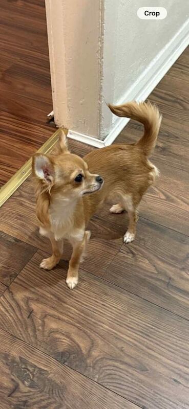 Chihuahua puppies for sale in Middlesbrough, North Yorkshire – 7 months old