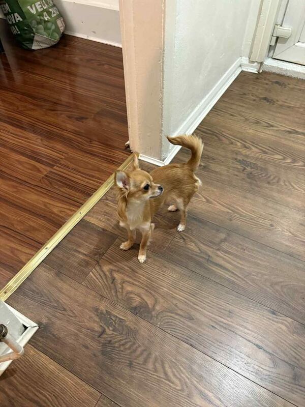 Mini chihuahua - Image 2 of 3