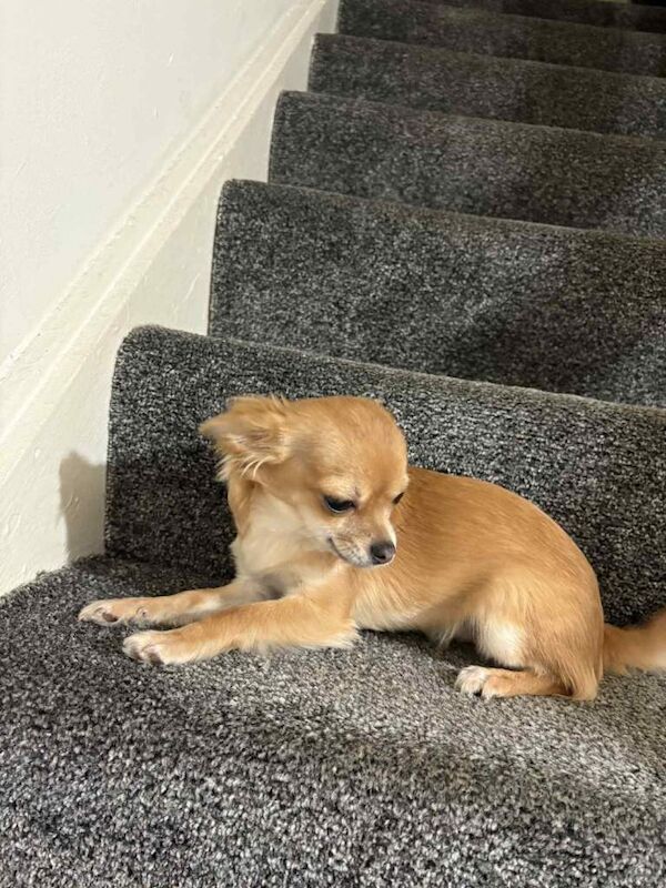 Mini chihuahua - Image 3 of 3