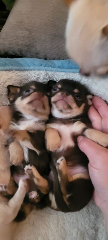 Mini toy chihuahua male