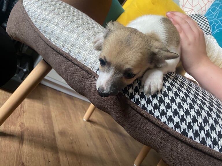 Miniature chihuahua for sale in Kingston upon Hull, East Riding of Yorkshire