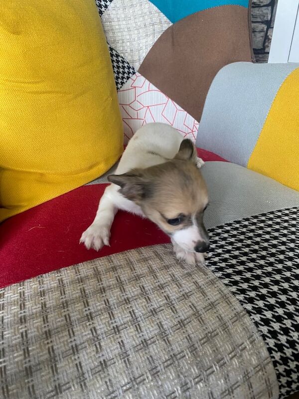 Miniature chihuahua for sale in Kingston upon Hull, East Riding of Yorkshire | Image 2
