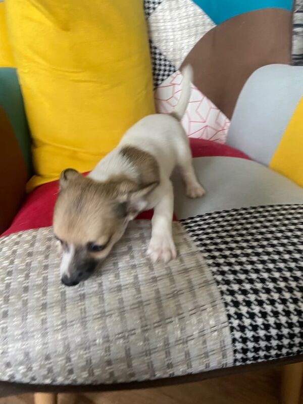 Miniature chihuahua for sale in Kingston upon Hull, East Riding of Yorkshire | Image 3