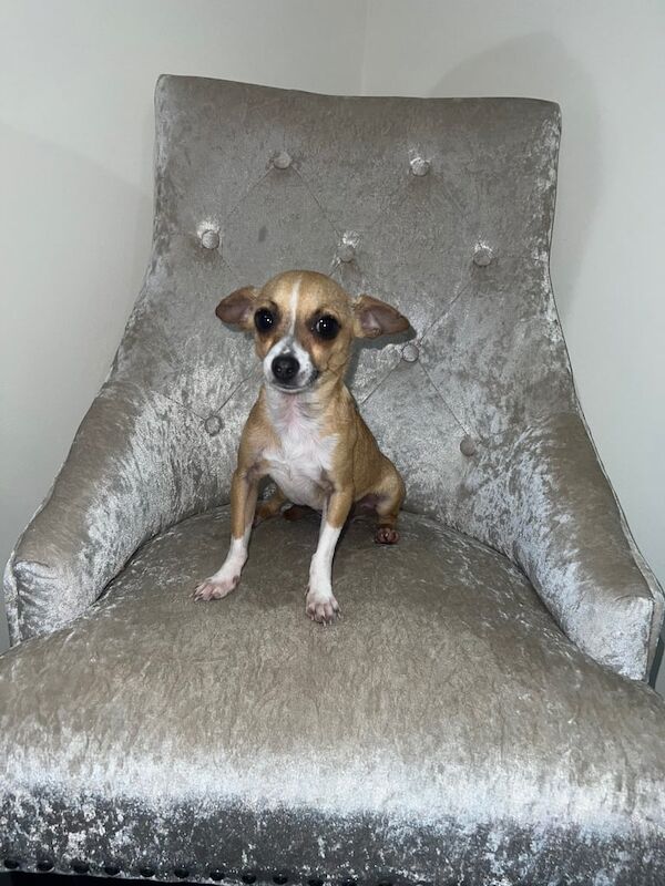 Chihuahua puppies for sale in Kelty, Fife – 1 year old