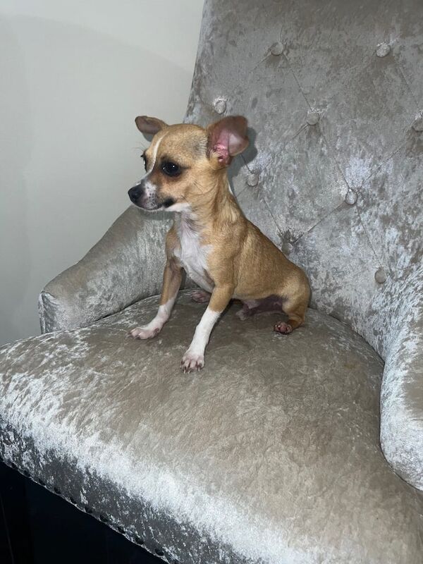 Chihuahua puppies for sale in Kelty, Fife – 1 year old - Image 2 of 3