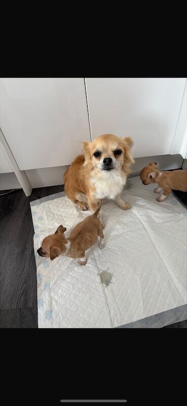 Chihuahua puppies for sale in Kelty, Fife – 1 year old - Image 3 of 3
