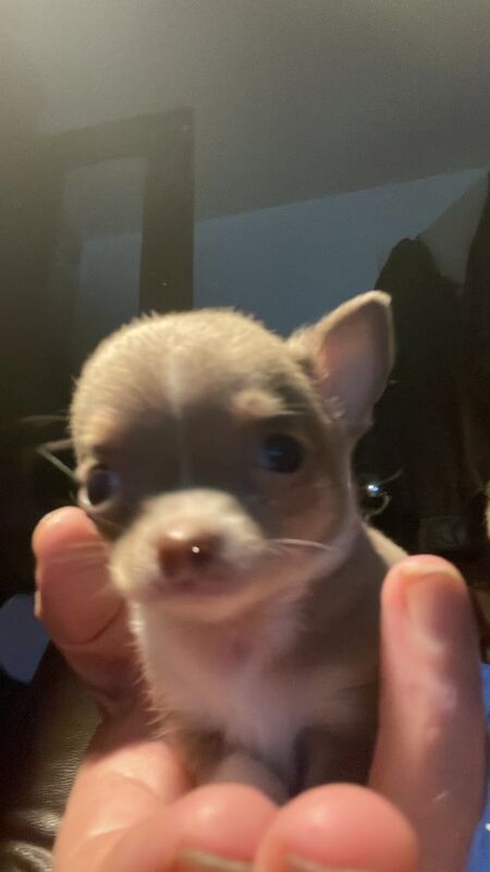 Chihuahua puppies for sale in Forfar, Angus – 9 weeks old