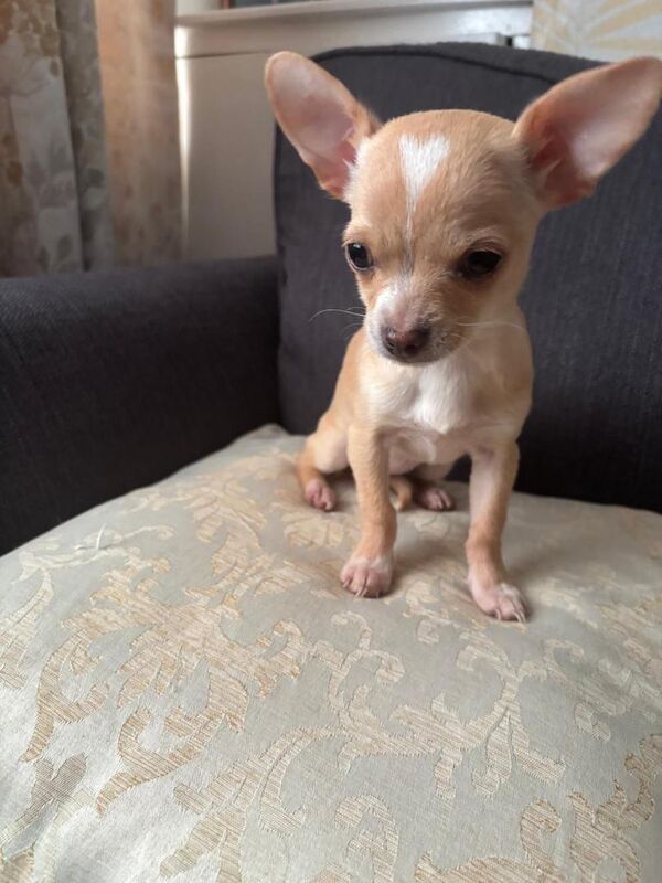 Chihuahua puppies for sale in Standish, Greater Manchester – 4 months old - Image 2 of 4