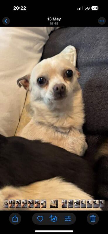 Chihuahua puppies for sale in Standish, Greater Manchester – 4 months old - Image 3 of 4