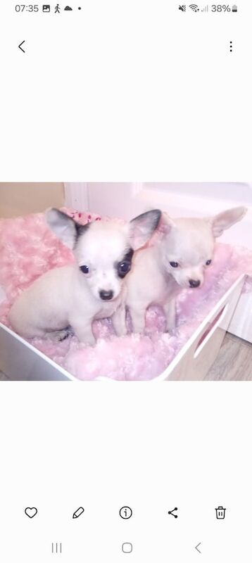 Miniature teacup chihuahua puppies for sale in Houghton-le-Spring, Tyne and Wear