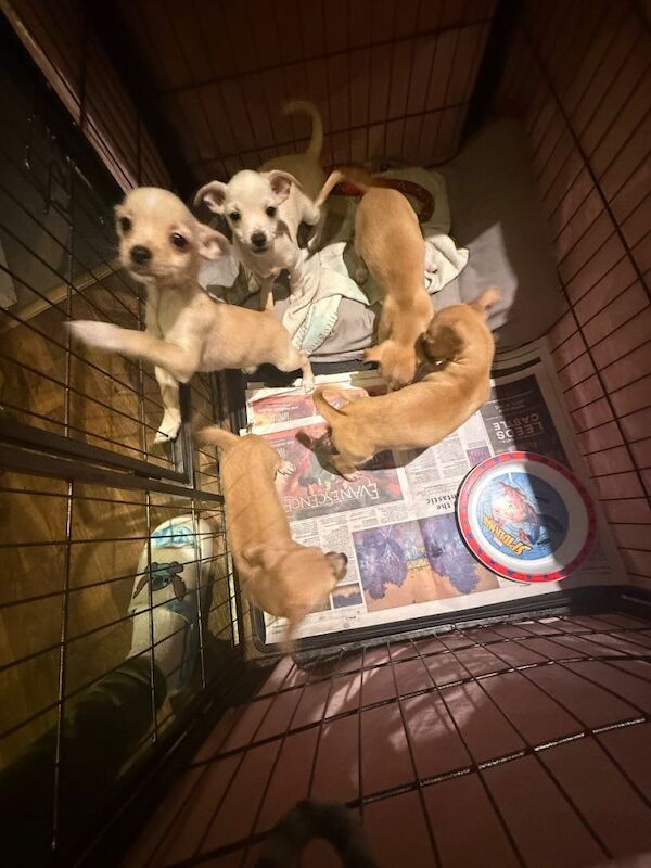 Chihuahua puppies for sale in Uxbridge, Greater London – 9 weeks old