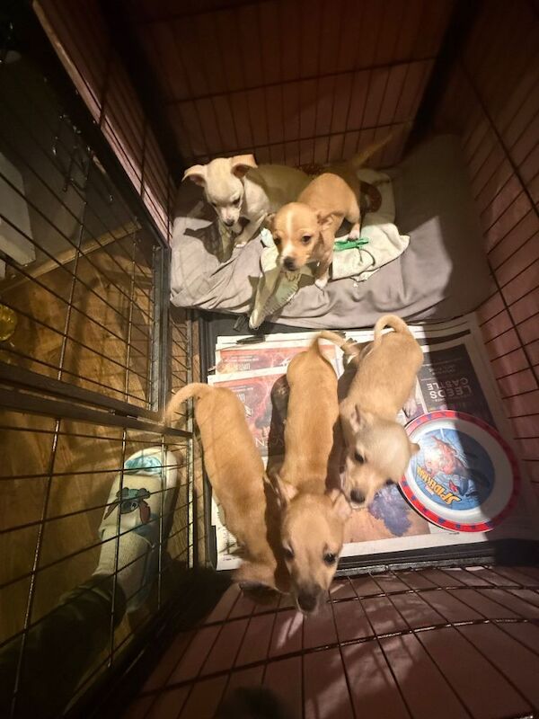 Chihuahua puppies for sale in Uxbridge, Greater London – 3 months old - Image 2 of 2
