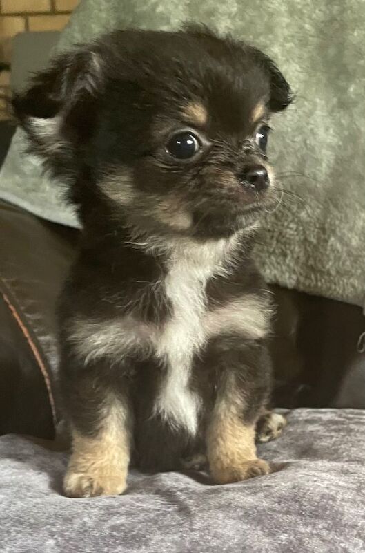 Mixed litter fluffy long coat chihuahua pups ready now
