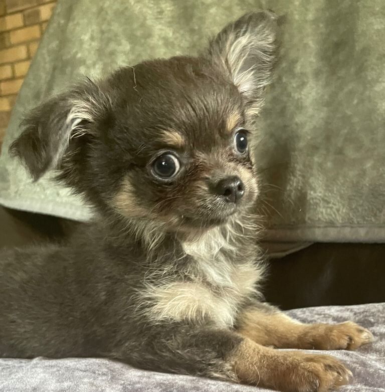 Mixed litter fluffy long coat chihuahua pups ready now - Image 2 of 3