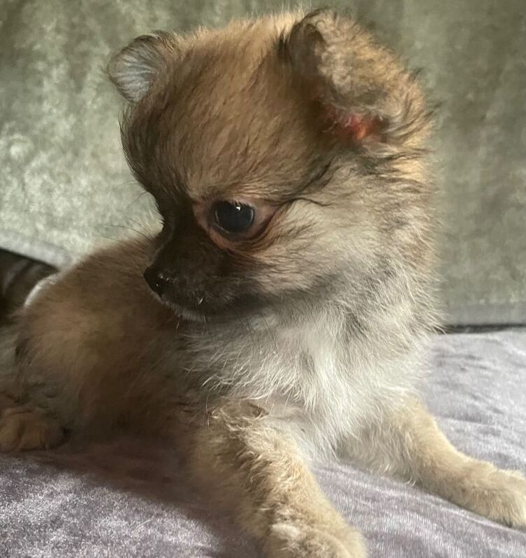 Mixed litter fluffy long coat chihuahua pups ready now - Image 3 of 3