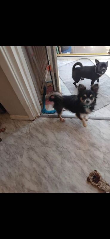 Chihuahua Puppies For Sale
