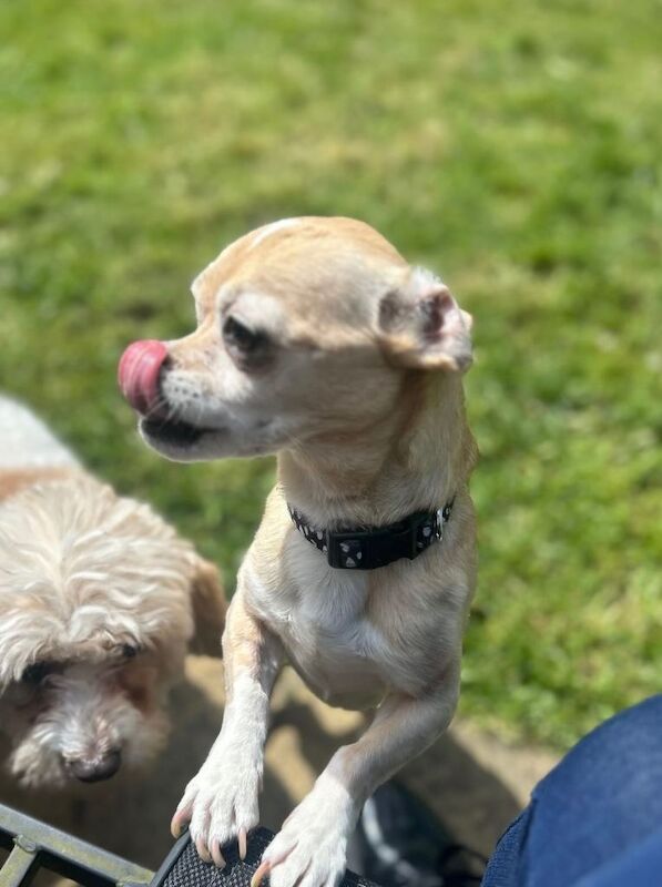 Chihuahua puppies for sale in Malmesbury, Wiltshire – 9 years old