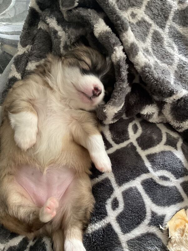 One off incredibly clever chihuahua/pomeranian girl puppy - Image 3 of 3