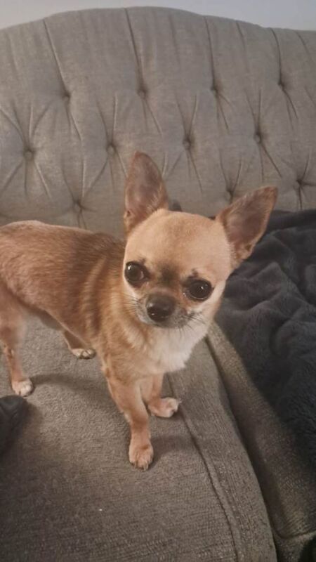pedigree chihauhau