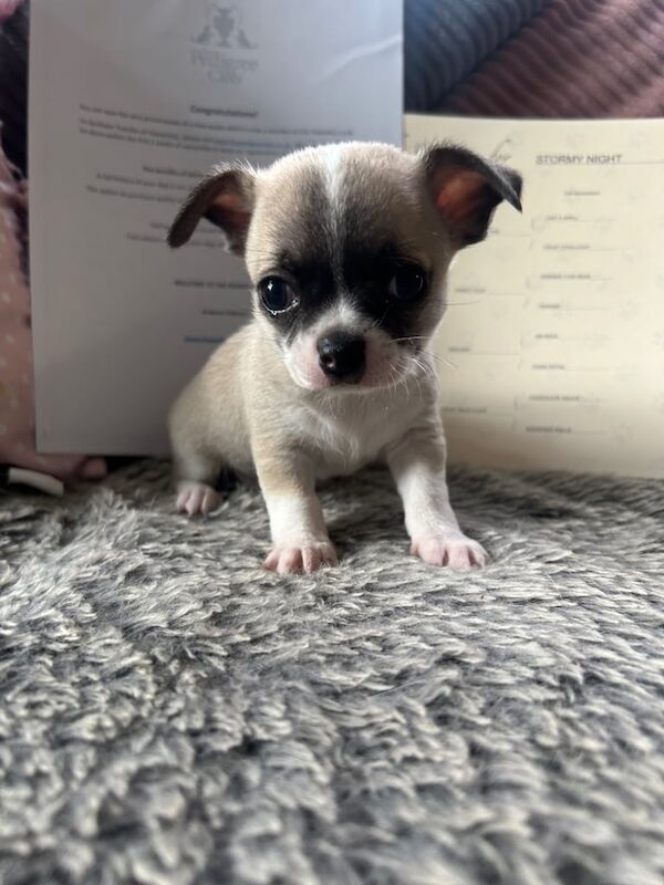 Chihuahua puppies for sale in Castle Vale, West Midlands – 5 weeks old