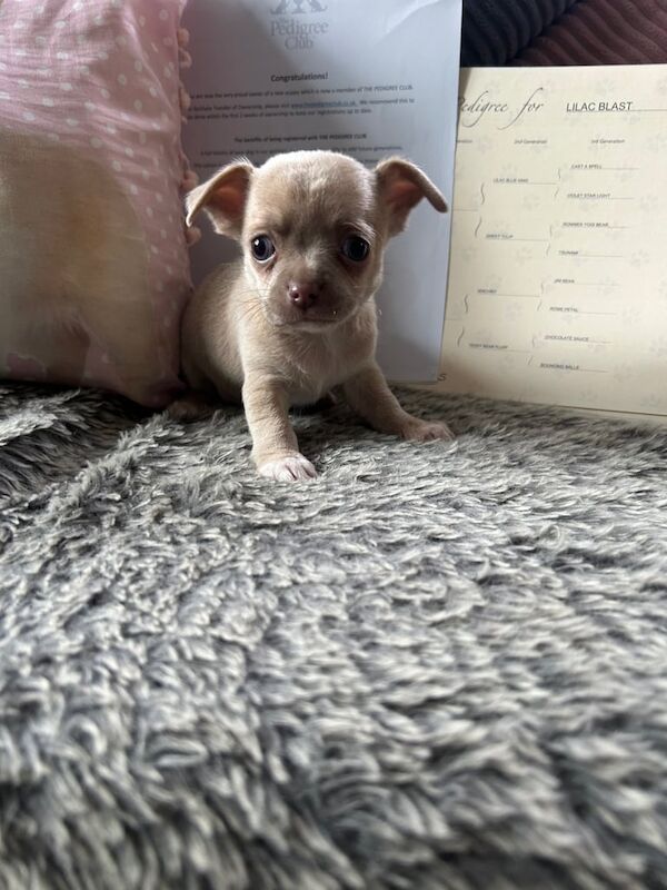 Chihuahua puppies for sale in Castle Vale, West Midlands – 5 weeks old - Image 2 of 3