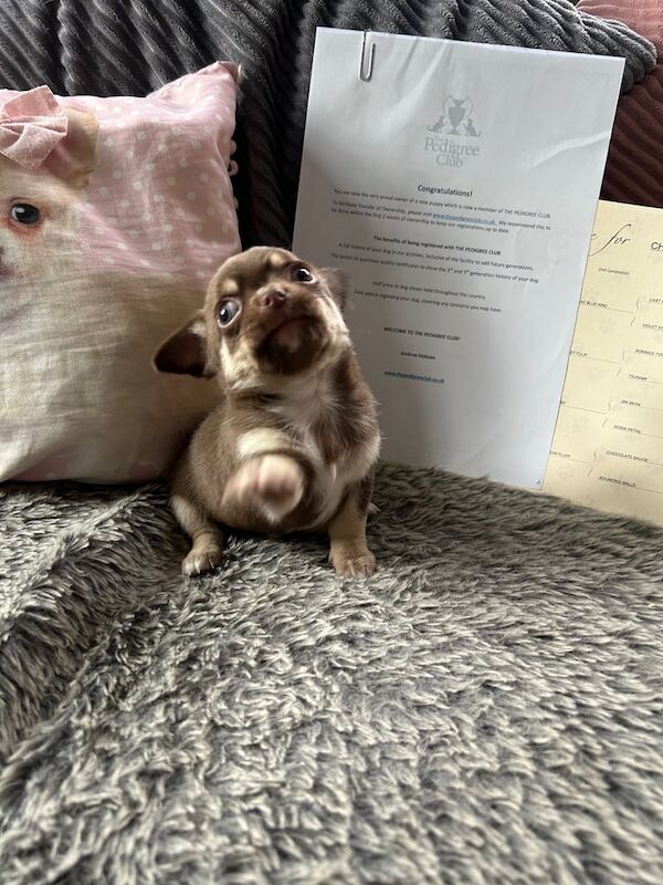 Chihuahua puppies for sale in Castle Vale, West Midlands – 5 weeks old - Image 3 of 3