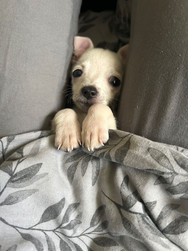 Chihuahua Puppies For Sale