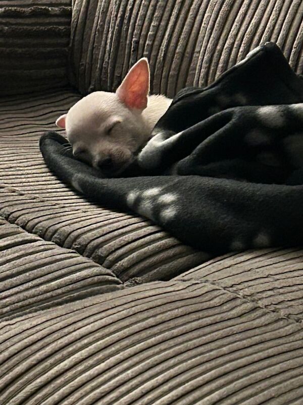 Pedigree Chihuahua puppy for sale. - Image 2 of 2