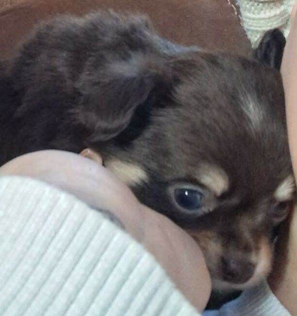 Chihuahua puppies for sale in Retford, Nottinghamshire – 7 weeks old