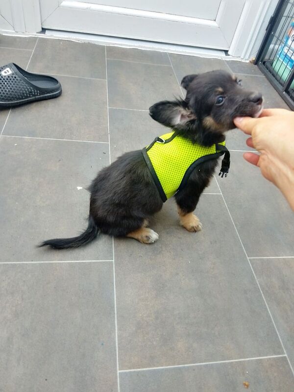 peter andre chocolate and tan chihuahua great with CATS for sale in Walthamstow, Greater London