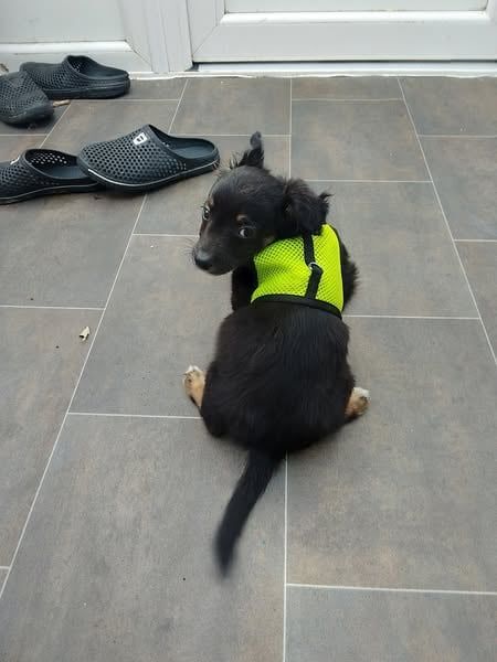 peter andre chocolate and tan chihuahua great with CATS for sale in Walthamstow, Greater London | Image 2