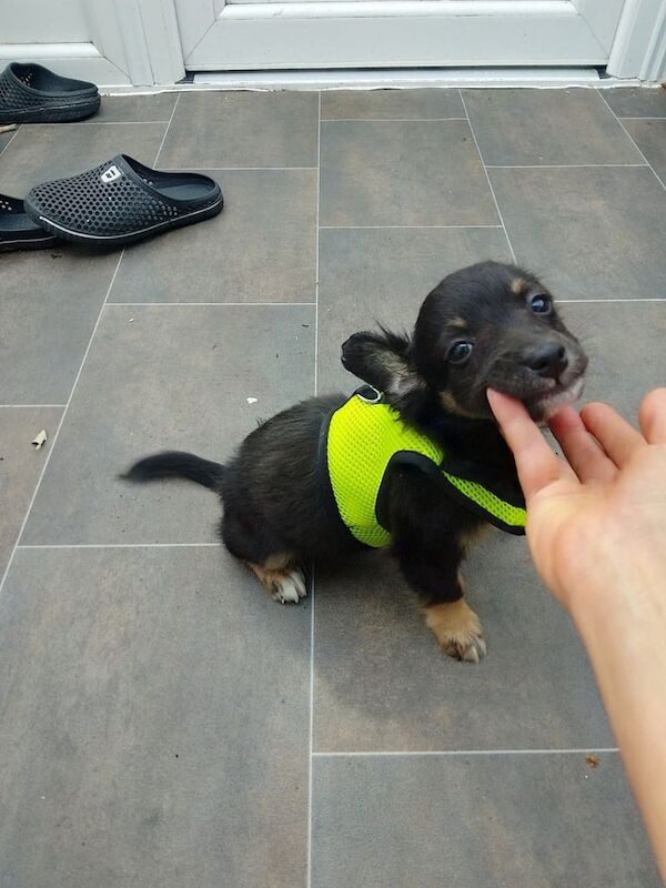 peter andre chocolate and tan chihuahua great with CATS for sale in Walthamstow, Greater London | Image 3