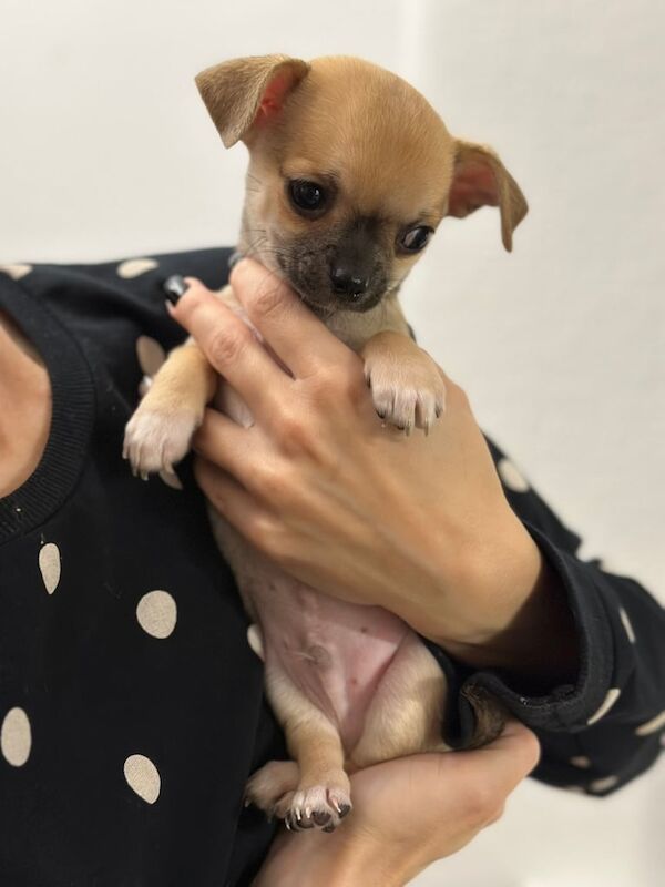 Chihuahua puppies for sale in Kingston Hill, Greater London – 8 weeks old