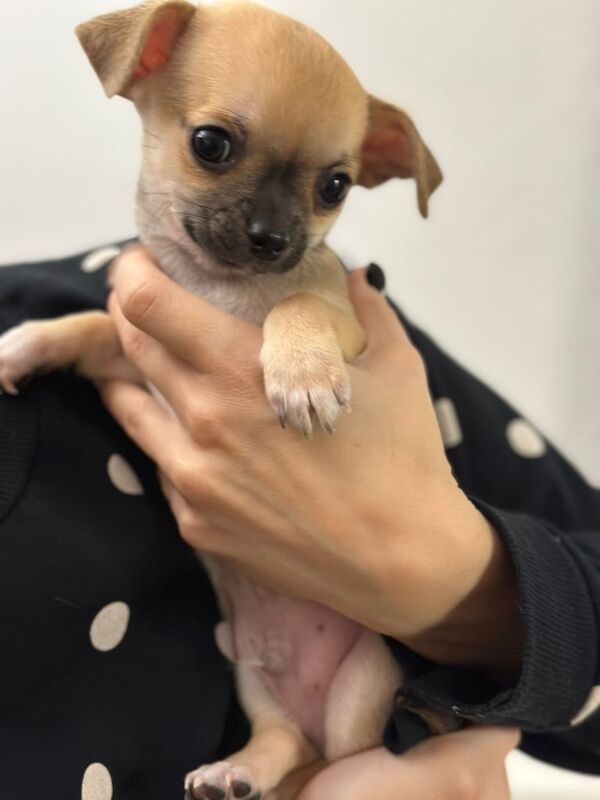 Chihuahua puppies for sale in Kingston Hill, Greater London – 8 weeks old - Image 2 of 3