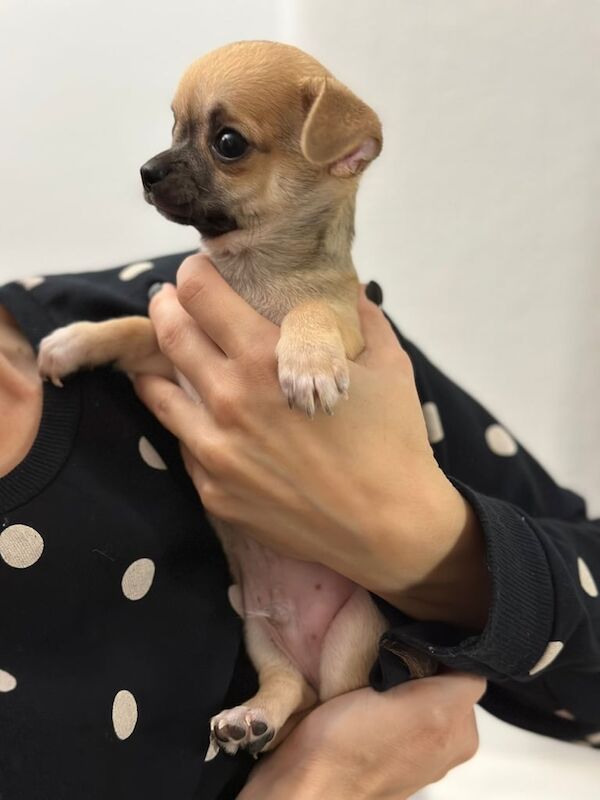 Chihuahua puppies for sale in Kingston Hill, Greater London – 8 weeks old - Image 3 of 3